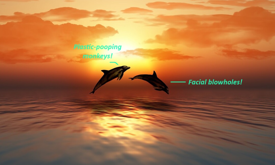 3d dolphins 1048 4837