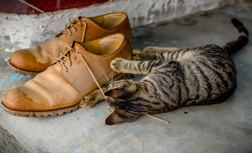 Screenshot 2026 02 12 at 09 17 01 Domestic cute kitten playing with shoelaces Free Photo