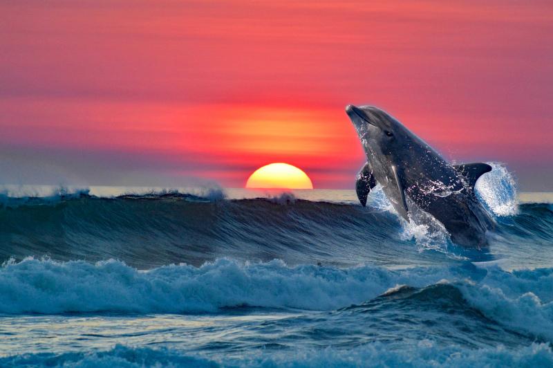 natural ocean scenery picture elegant playful dolphin sunset scene 6942284