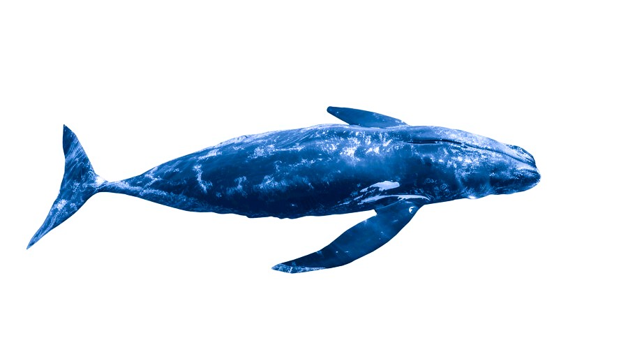 whale swimming isolated 23 2151811123
