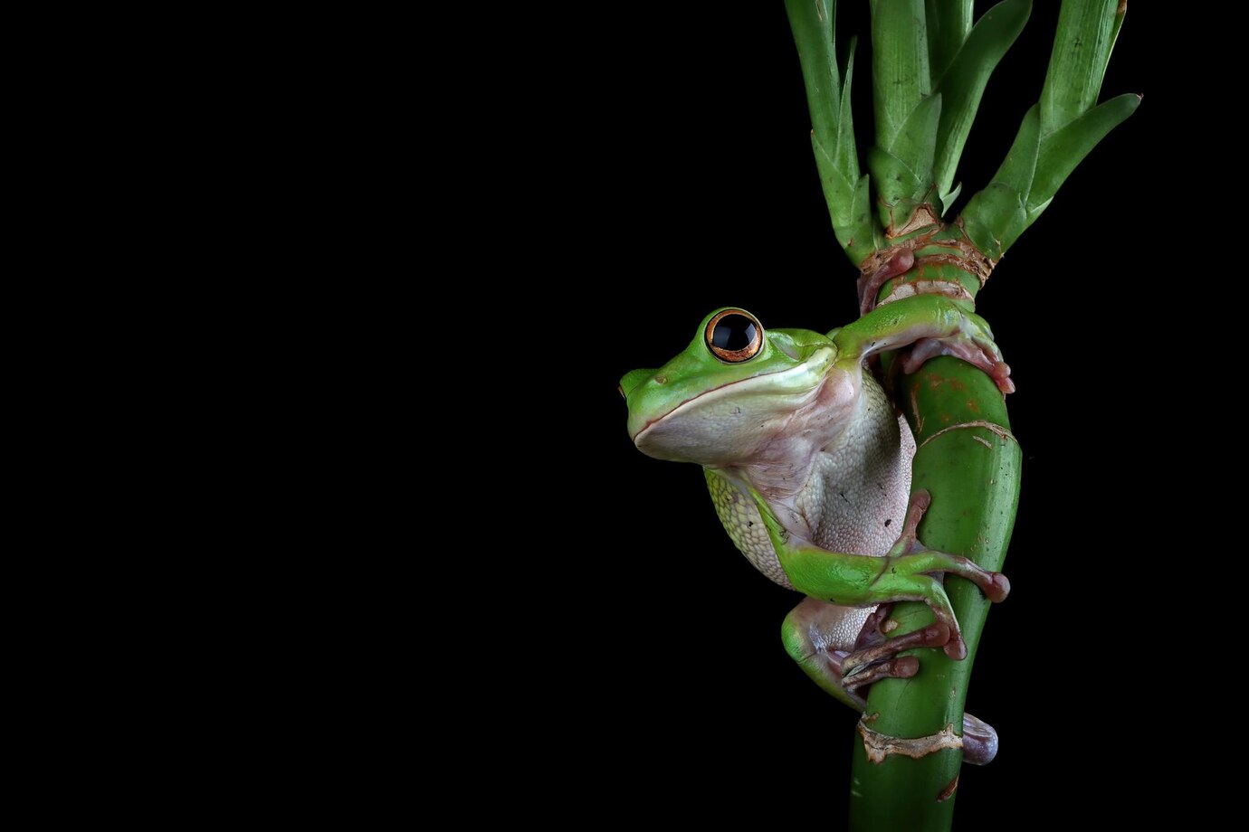 A Very Singular Shade of Green